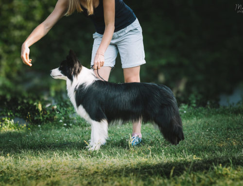 Dog Show Handling