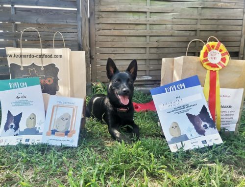 Treningowe Przebiegi o Medal z Ziemniaka Nadgryziony Przez Aska