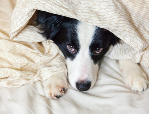 Border Collie w każdym domu?