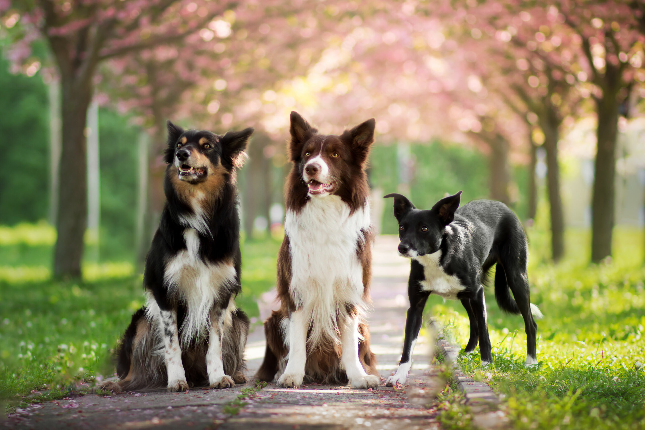 trio (1 of 1)